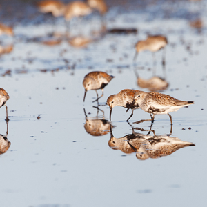 Birds at Iona Beach.