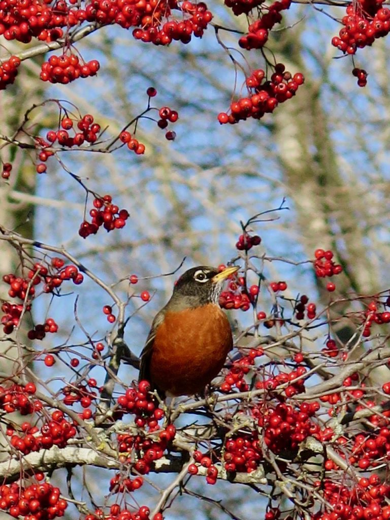 A robin looking festive among some red berries.