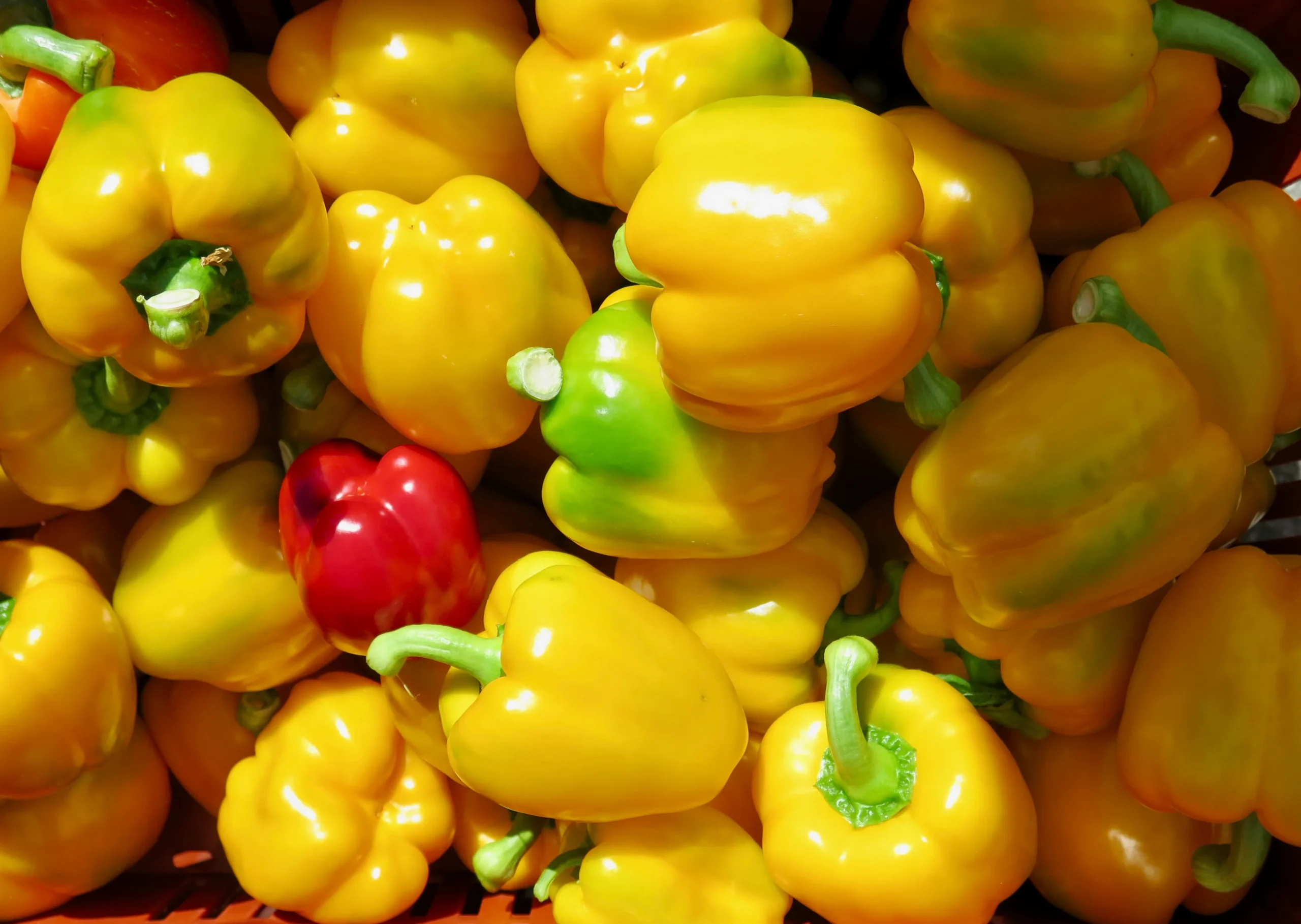 Stock up on local produce at the Steveston Farmers & Artisans Market.