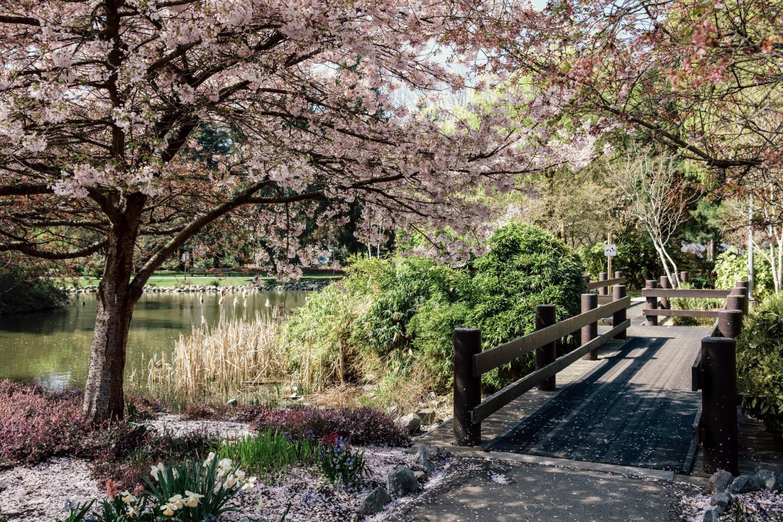 Minoru Park - Cherry Blossoms