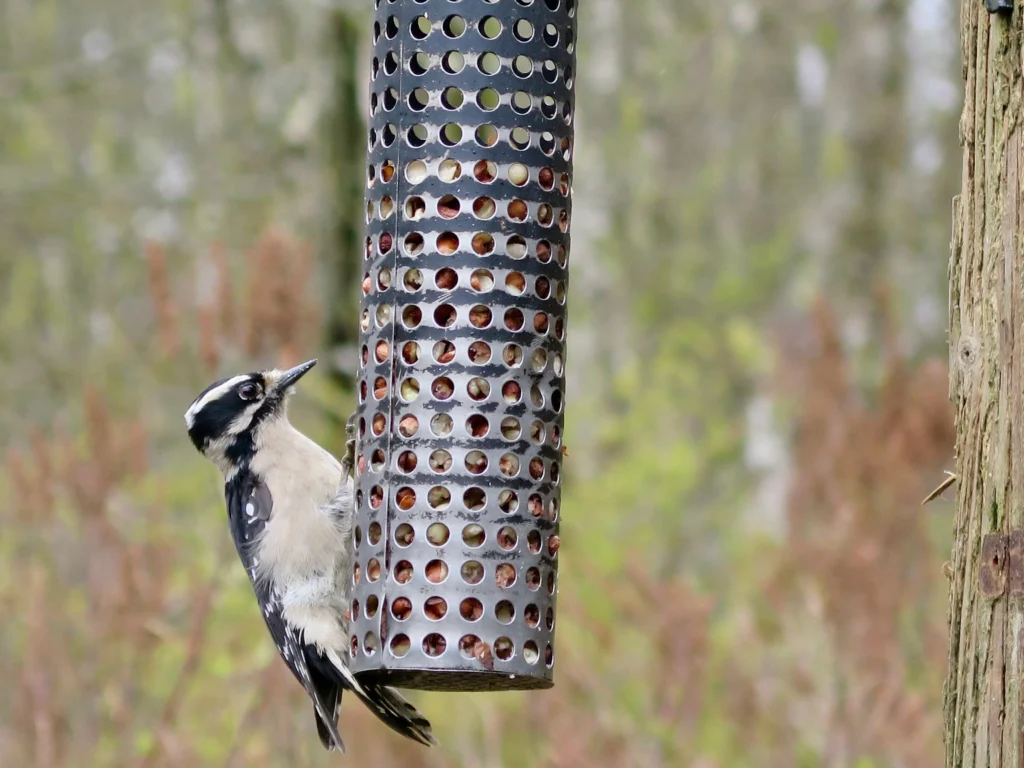 A downy woodpecker at Richmond Nature Park. 