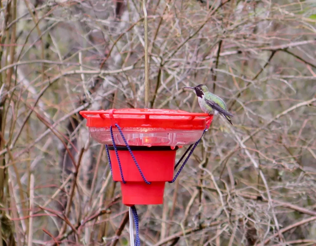 Check out the hummingbirds at the feeding stations in Richmond Nature Park. 