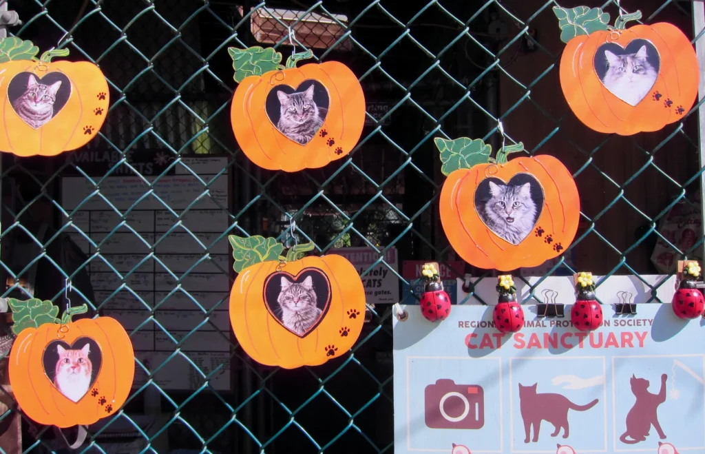 Join the cats for Halloween at the RAPS Cat Sanctuary.