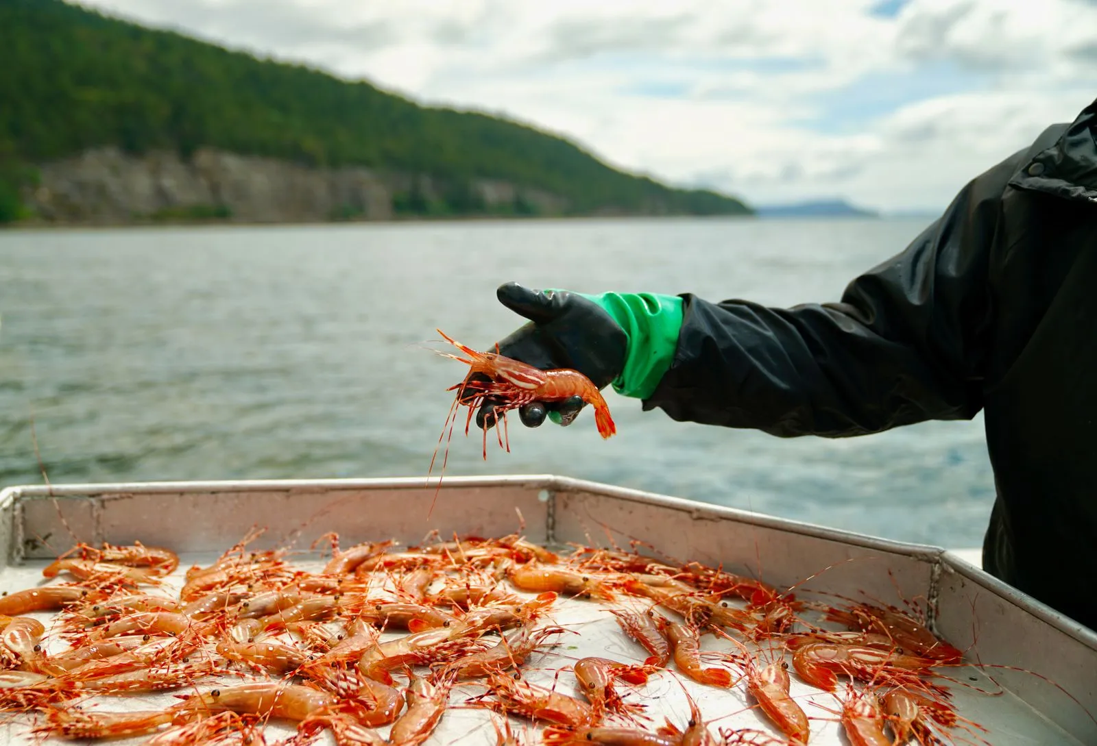 The Steveston Seafood & Spot Prawn Celebration