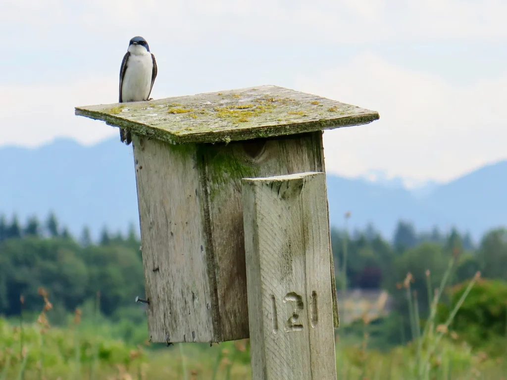 Terra Nova Rural Park has bird boxes for swallows.