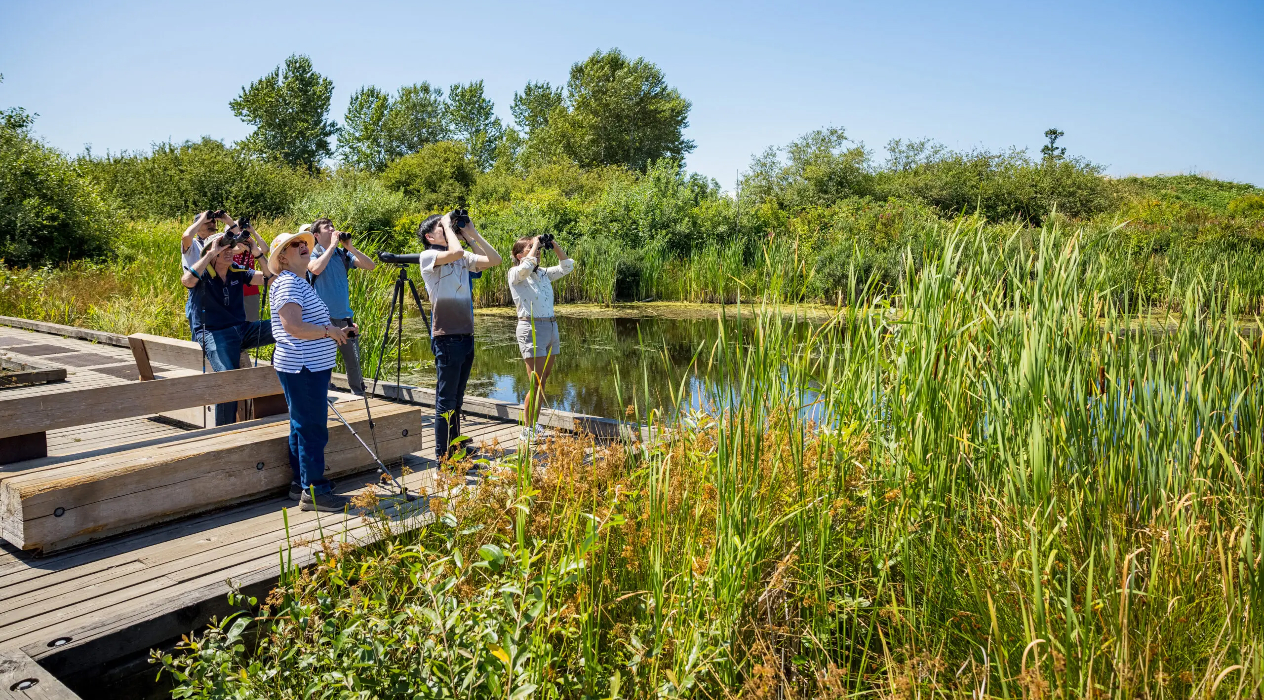 Bird watching in Richmond
