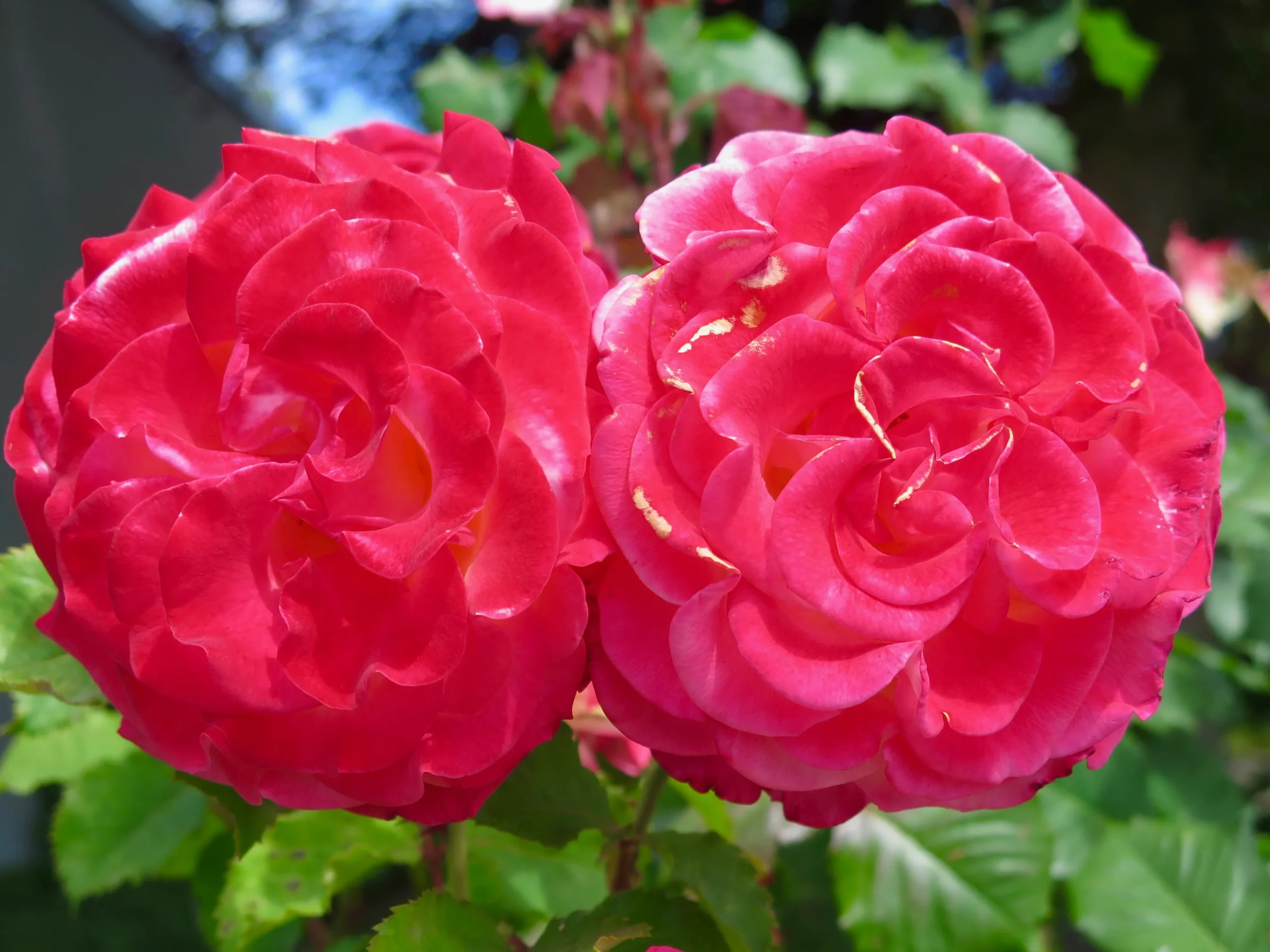 Don’t forget to smell the roses when you visit the Vintage Fair!