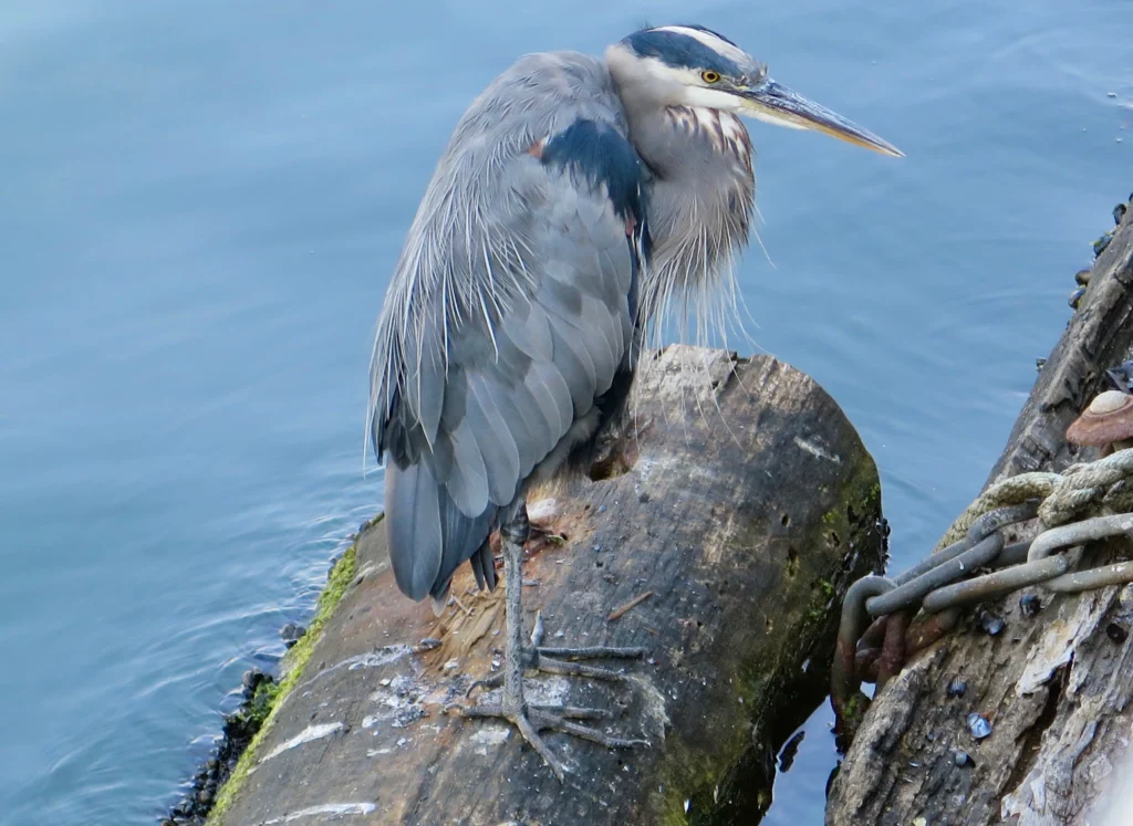 A heron spotted along the West Dyke Trail