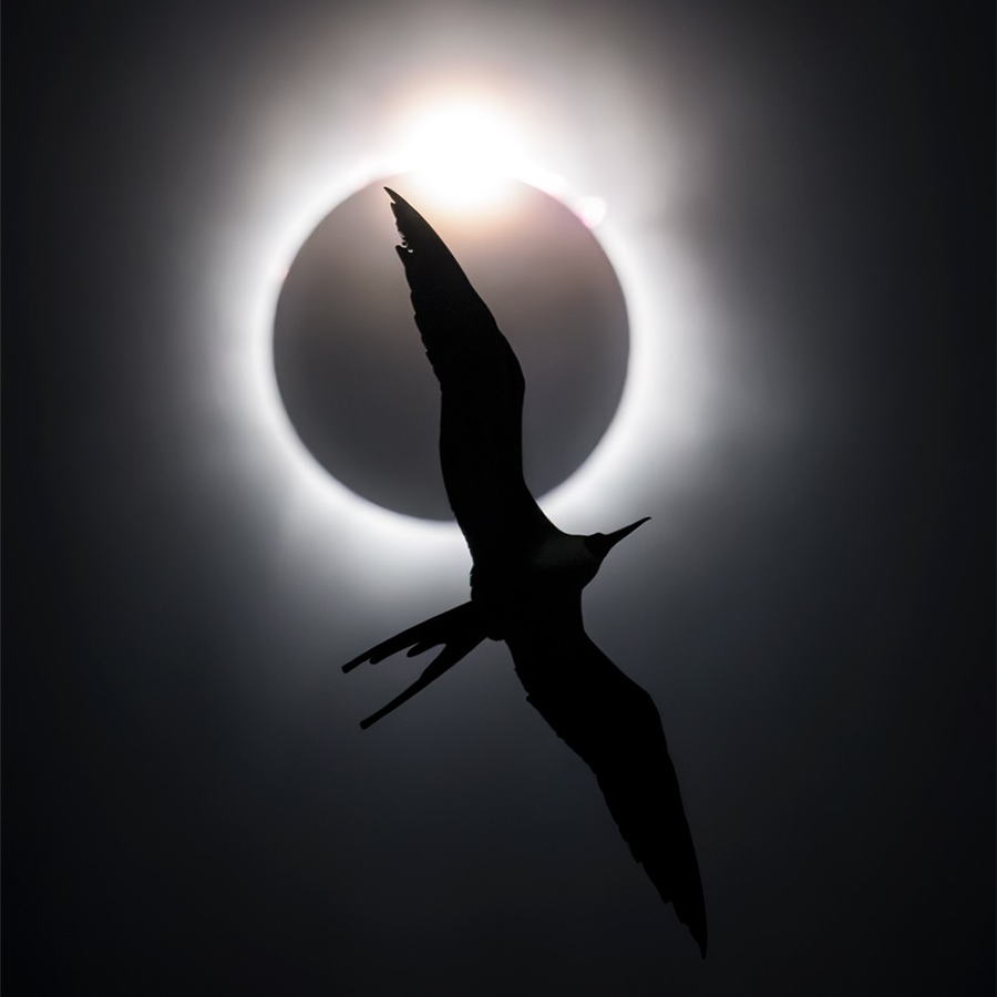 bird flying in sky