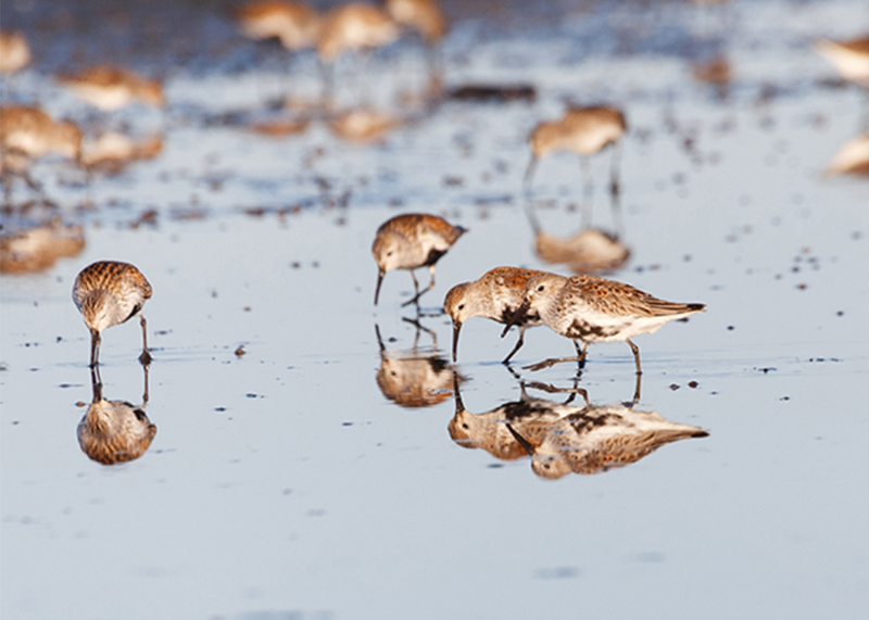 Birds at Iona Beach.