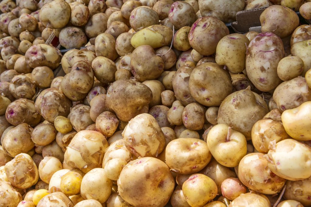 Freshly harvested potatoes at Richmond Country Farms