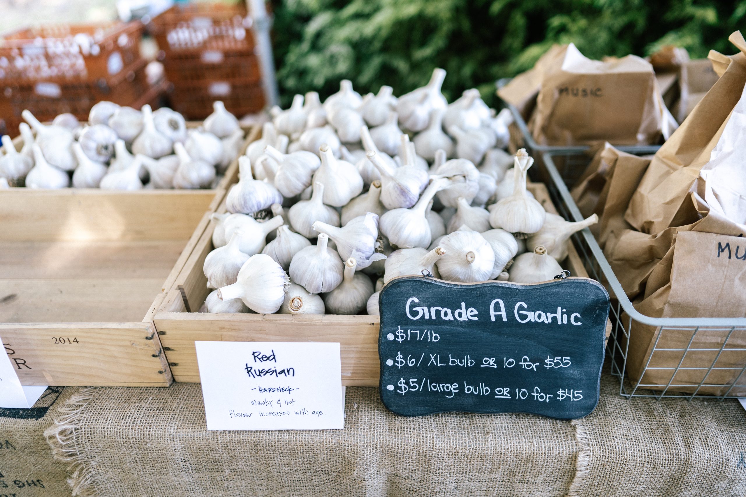 Varieties of Garlic at the Garlic Festival
