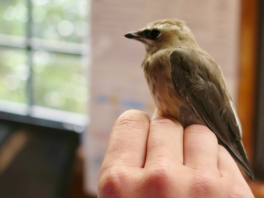 Bird resting atop a hand.