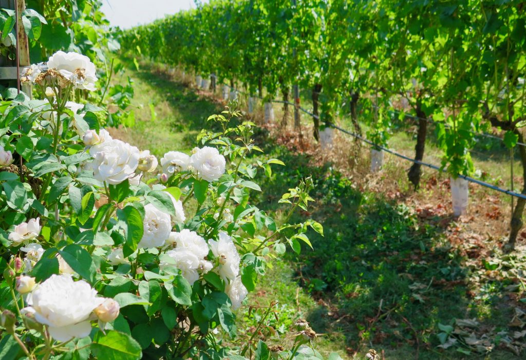 Rows of vines with roses in foreground at Lulu Island Winery.