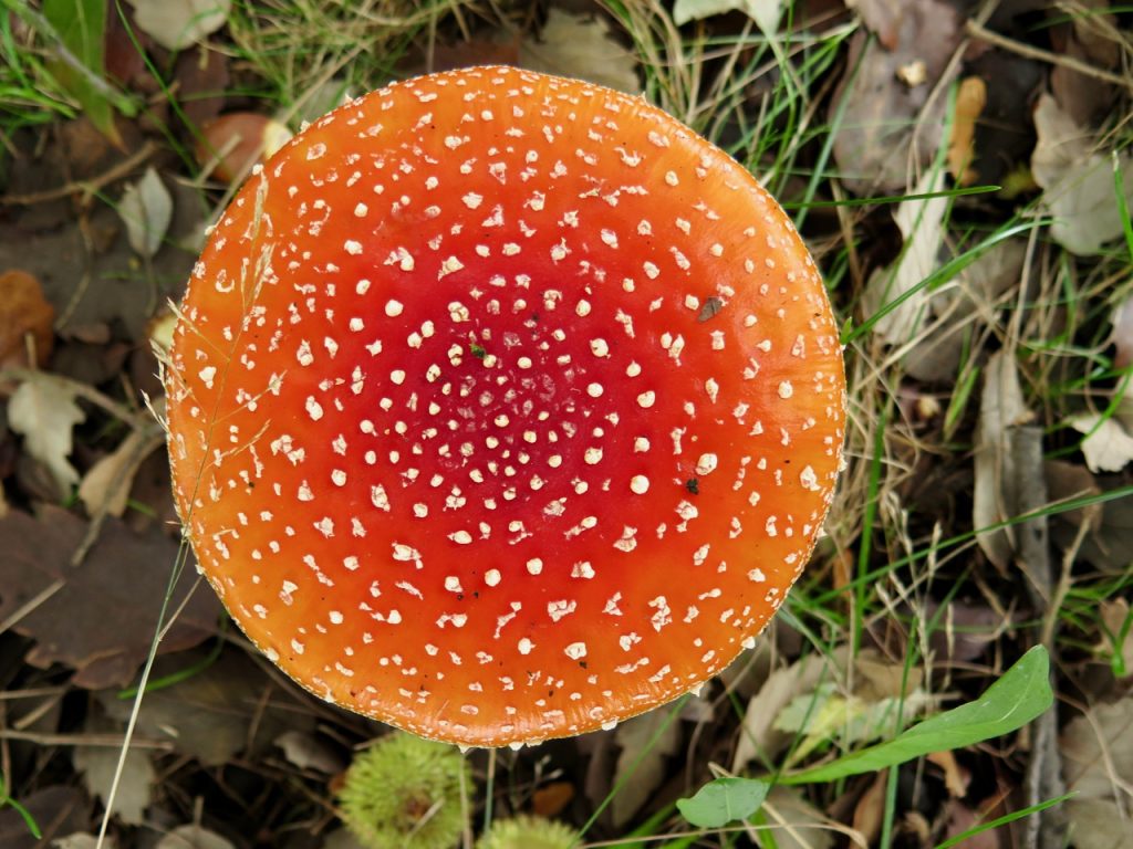 Mushroom at Richmond Nature Park.