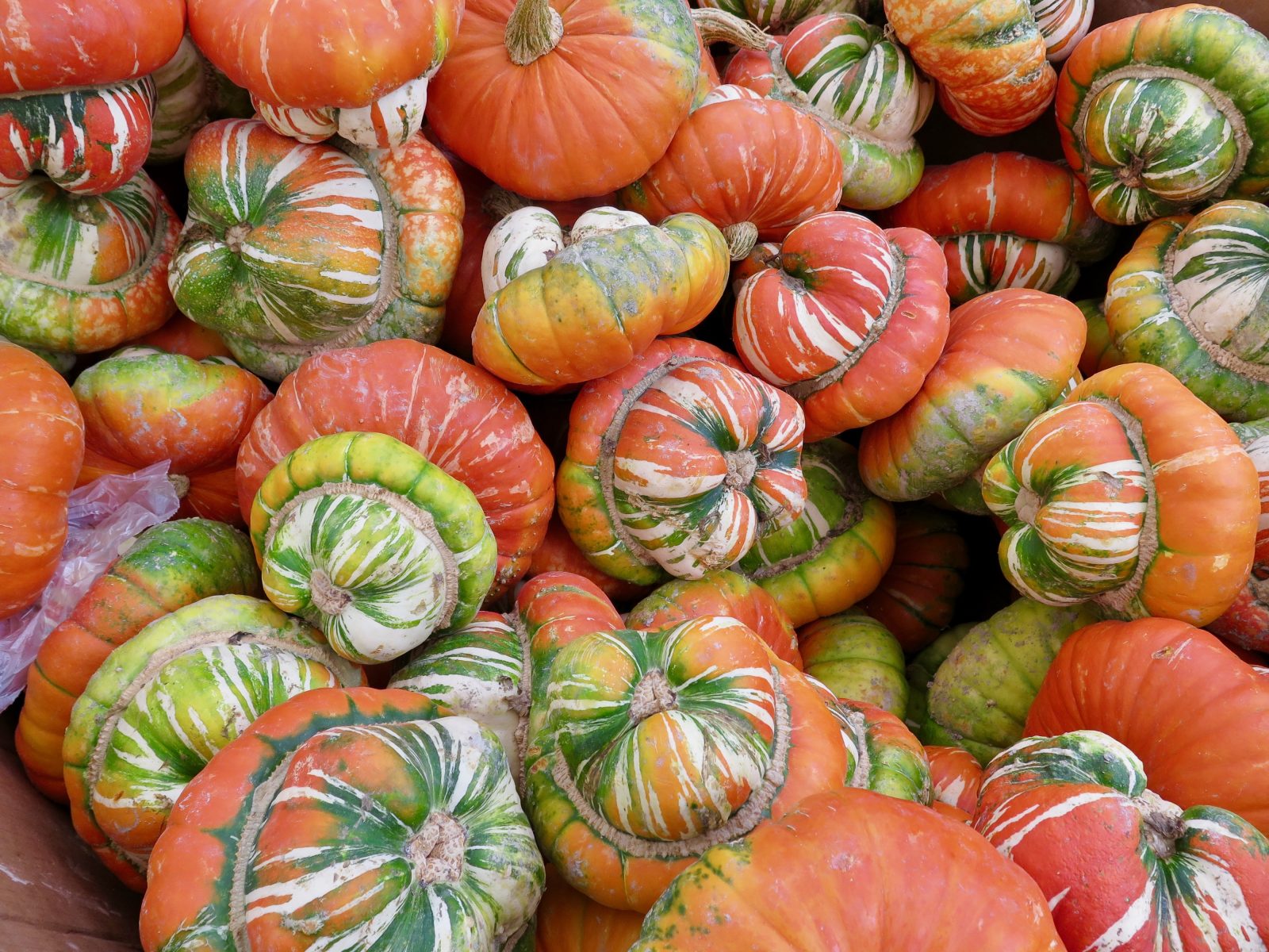 Pumpkins at the Richmond Country Farms