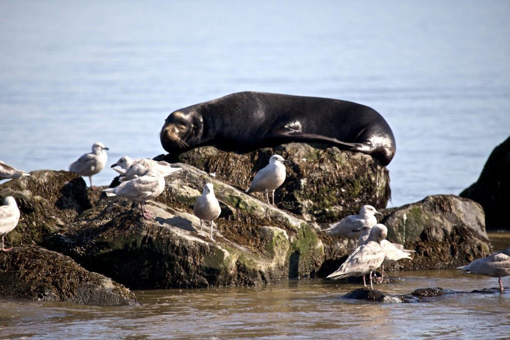 Sea lion lying on rocks surrounded by birds.