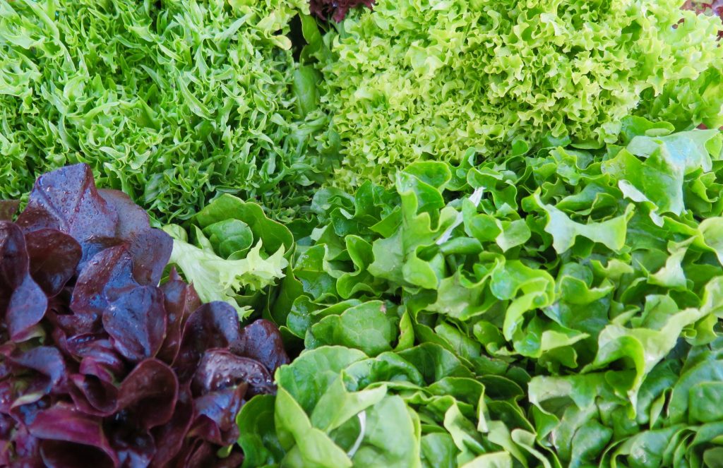 Lettuce at Steveston Farmers and Artisans Market