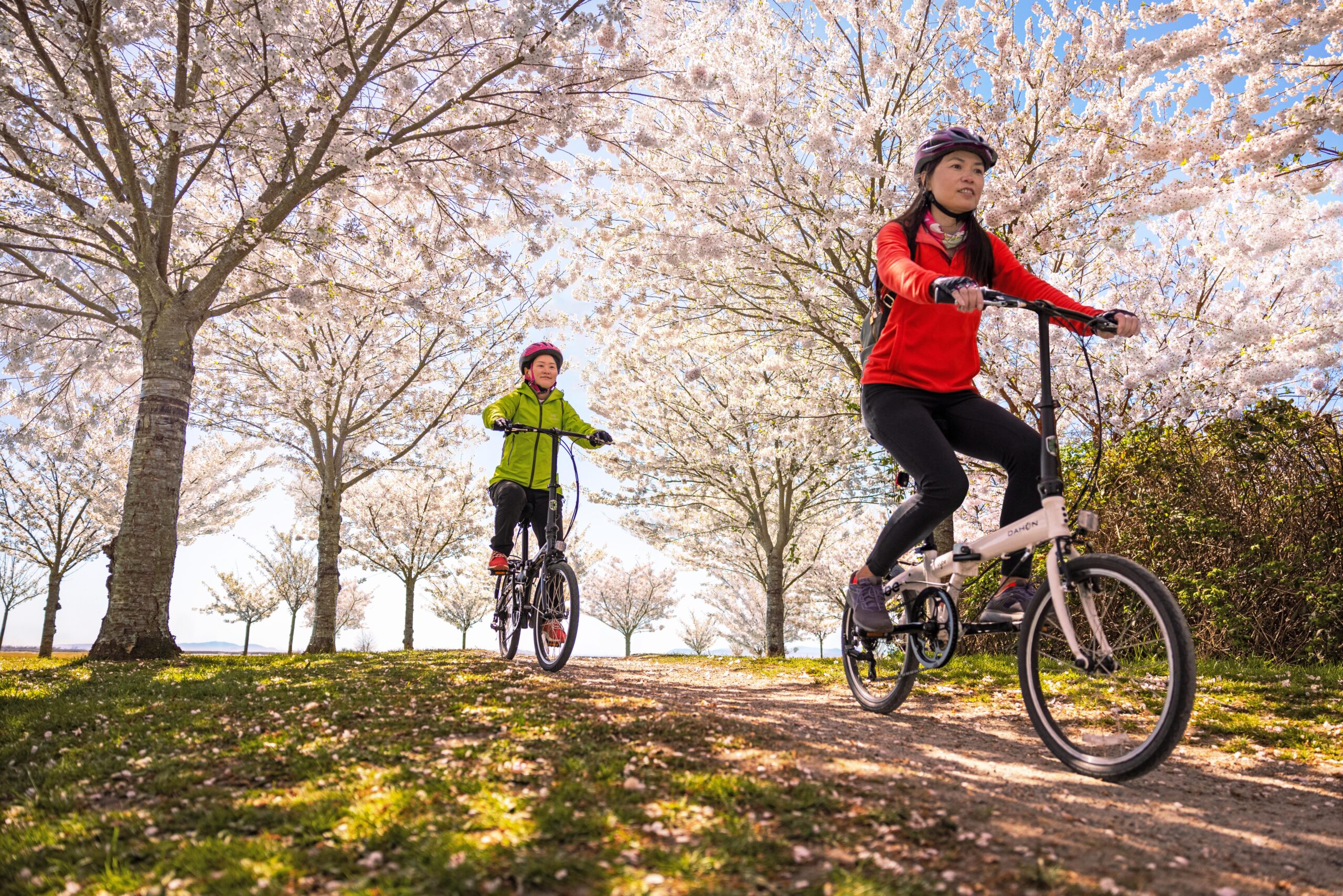Garry Point Park, two women biking with Cherry Blossoms